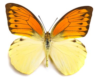 Beyaz izole Hebomoia leucippe kelebek