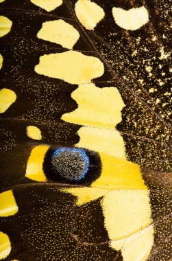 Narenciye swallowtail (Papilio demodocus) kelebek arka plan