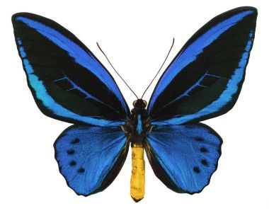 Ornithoptera urvillianus tropikal kelebek izole