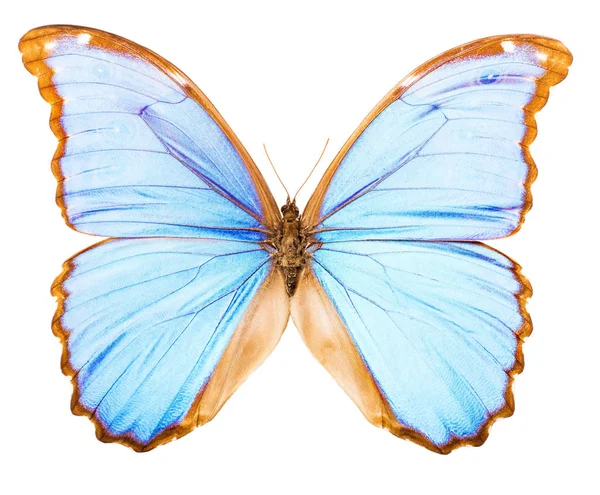 Morfo didius tropikal kelebek izole — Stok fotoğraf