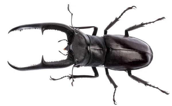 Hexarthrius mandibularis stag beetle isolated — Stock Photo, Image