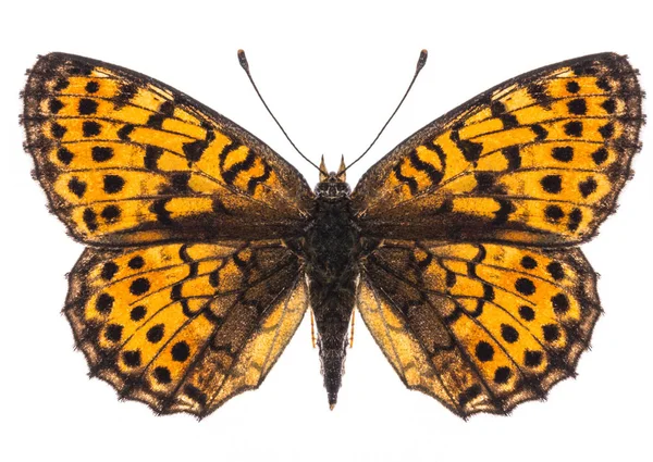 Small pearl-bordered fritillary butterfly isolated — Stock Photo, Image