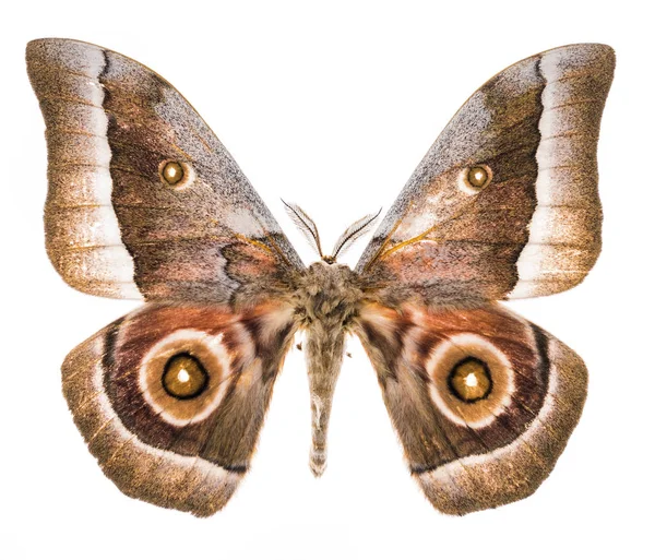 Ćma cesarza moth na białym tle — Zdjęcie stockowe