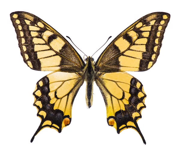 Swallowtaill 나비 흰색 절연 — 스톡 사진