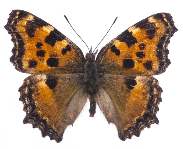 Large tortoiseshell butterfly — Stock Photo, Image