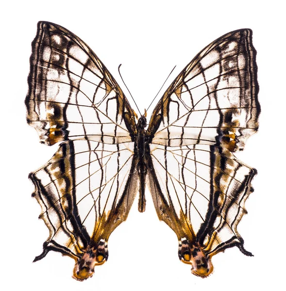 Звичайна карта метелика ізольована на білому — стокове фото