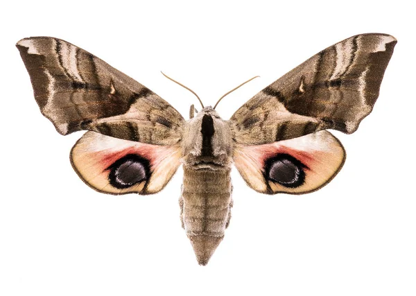 Očima jestřáb moth izolované na bílém — Stock fotografie
