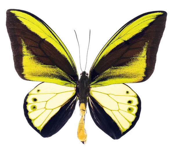 Ornithoptera Goliath тропічний метелик ізольовані — стокове фото