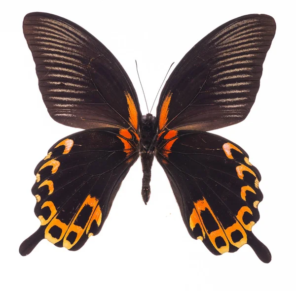 白で隔離・緋色のモルモンの蝶 — ストック写真