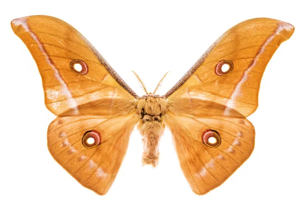 Antheraea godmani moth изолирована на белом — стоковое фото