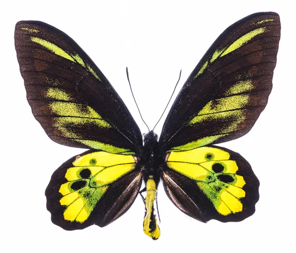 Ala de aves de Rothschild mariposa tropical aislada — Foto de Stock