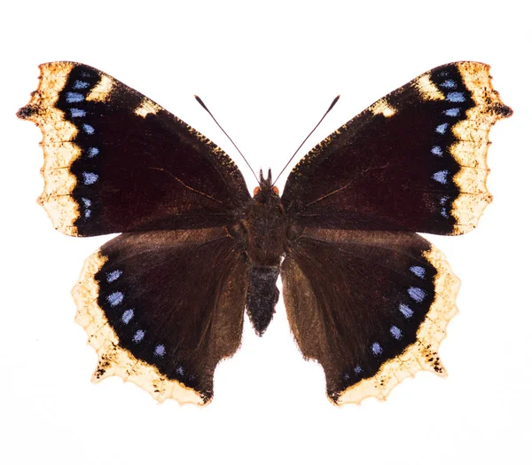 Camberwell beauty motýlí izolované na bílém — Stock fotografie