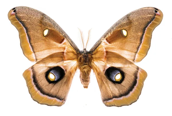 Anteraea polyphemus moth, выделенная на белом фоне — стоковое фото