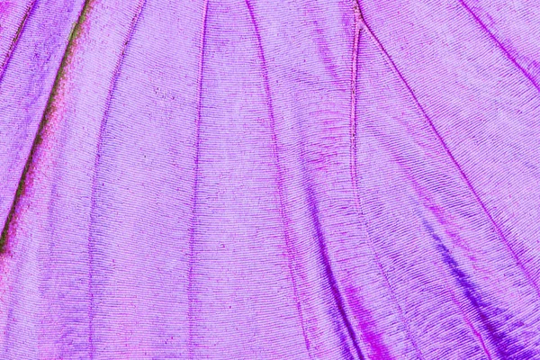 Detail of a butterfly wing — Stock Photo, Image