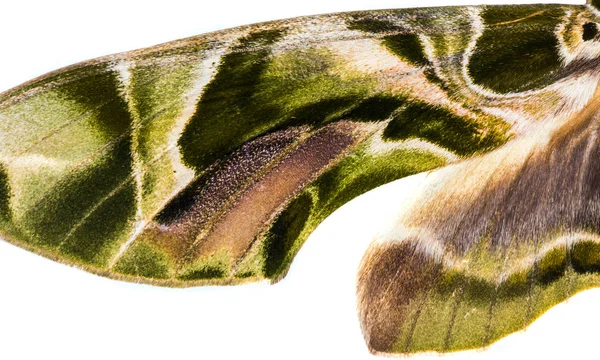 白で隔離キョウチクトウ ホーク蛾の翼 — ストック写真