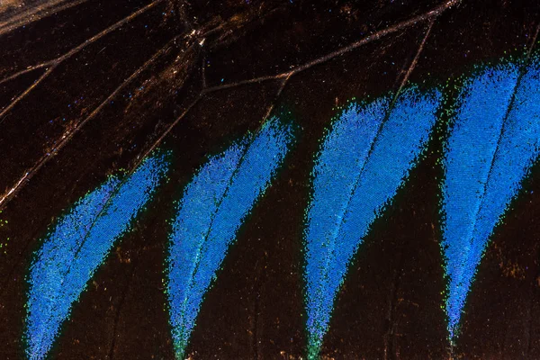 Деталь крыла бабочки — стоковое фото