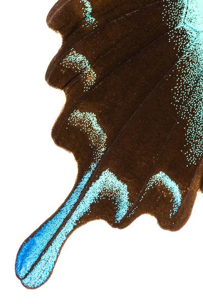 Павич крило swallowtail (Вітрильник-Папілій Blumei) — стокове фото