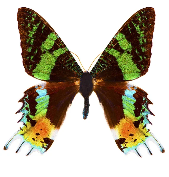 Madagascan slunce moth (Chrysiridia rhipheus) motýl, samostatný — Stock fotografie