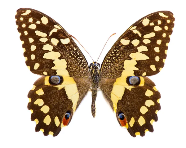 Citrus swallowtail (Papilio demodocus) mariposa aislada — Foto de Stock