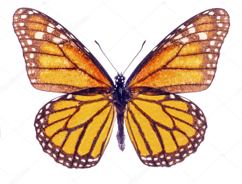 Monarch butterfly isolated