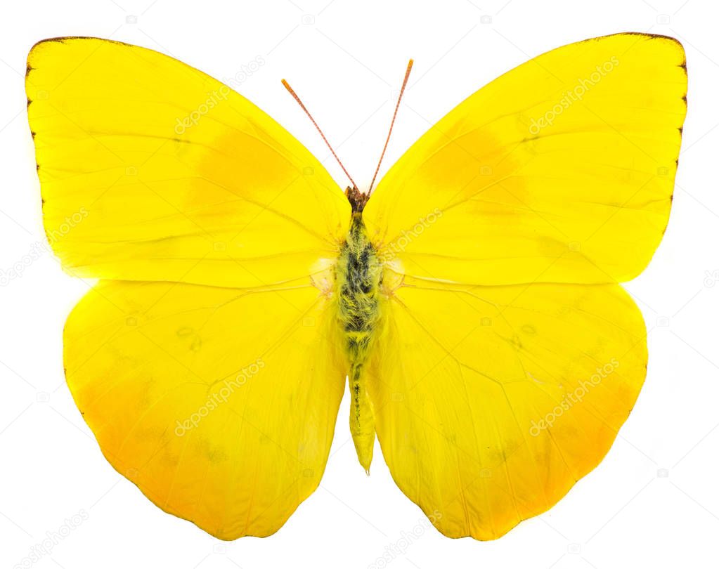 Orange-barred sulphur (Phoebis philea) butterfly isolated on whi