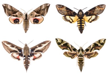 Set of four Sphingidae hawk-moths clipart