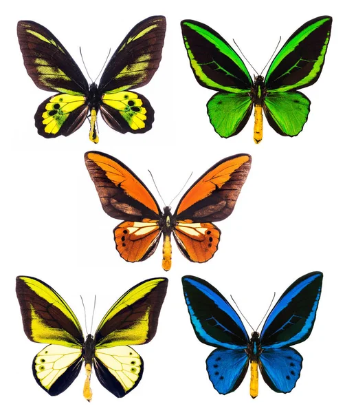 Conjunto de cinco mariposas ornitópteros tropicales aisladas — Foto de Stock