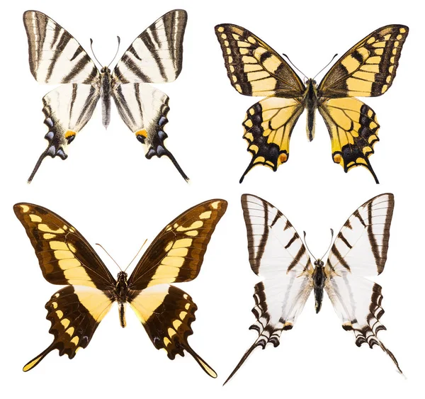 절연 된 4 개의 스 왈 로우 테일 나비 세트 — 스톡 사진