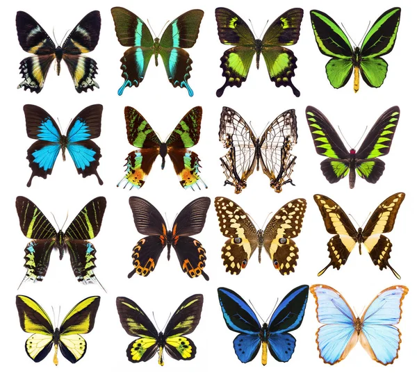 Set di sedici varie vivaci farfalle tropicali — Foto Stock
