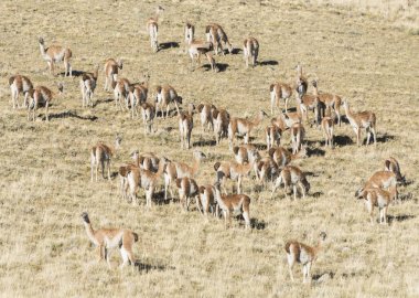 Pampa Tierra del Fuego, vahşi çok lamas büyük sürüsü