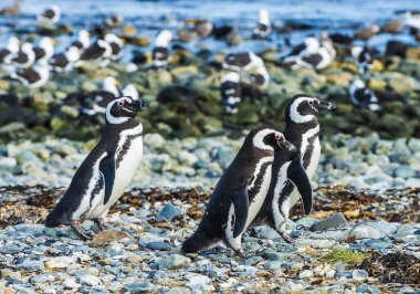 Üç Macellan penguenleri Şili'deki Magdalena adada