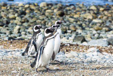 Dört Macellan penguenleri Şili'deki Magdalena adada