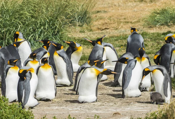 Colony of king penguins at Tierra el Fuego in Chile — Stock Photo, Image