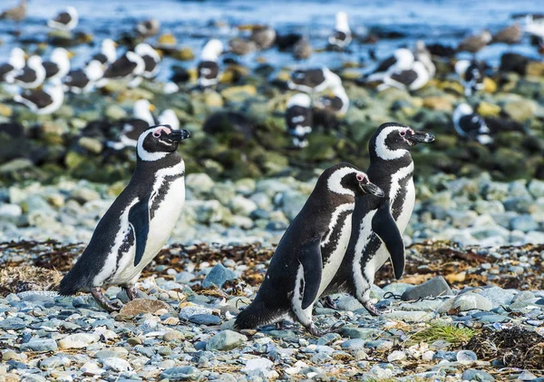 Três pinguins de Magalhães na ilha de Magdalena no Chile — Fotografia de Stock