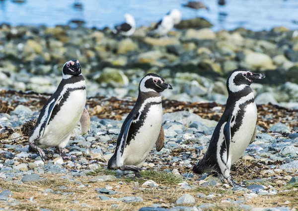 Three Magellanic penguins on Magdalena island in Chile — Stock Photo, Image