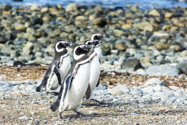 Quatro pinguins de Magalhães na ilha de Magdalena no Chile — Fotografia de Stock