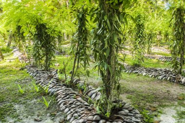 Vanilya planation