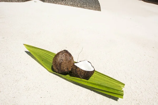 Coconut in the Seychelles — Stock Photo, Image