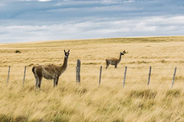 Sonsuz Çim Pampa Arjantin Iki Meraklı Çok Lamas Lama Guanicoe — Stok fotoğraf