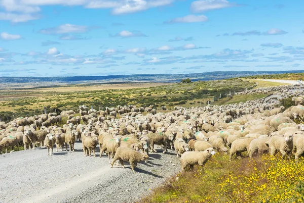 Stádo Ovcí Merino Cestě Farmu Tierra Del Fuego Argentina — Stock fotografie