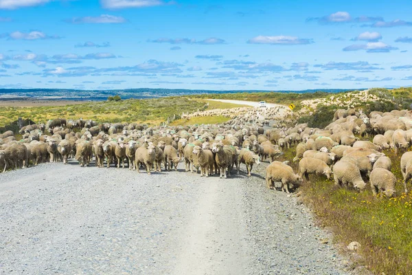 Tierra del Fuego, Arjantin 'deki çiftliğe giden yolda merino koyunu sürüsü
