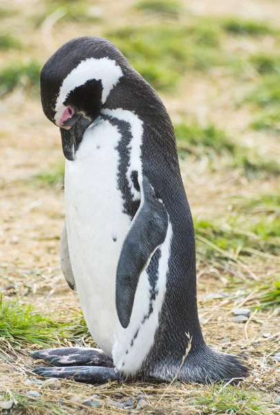 Стоящий Магелланов Пингвин Spheniscus Magellanicus Увидел Побережье Острова Магдалена Чили — стоковое фото