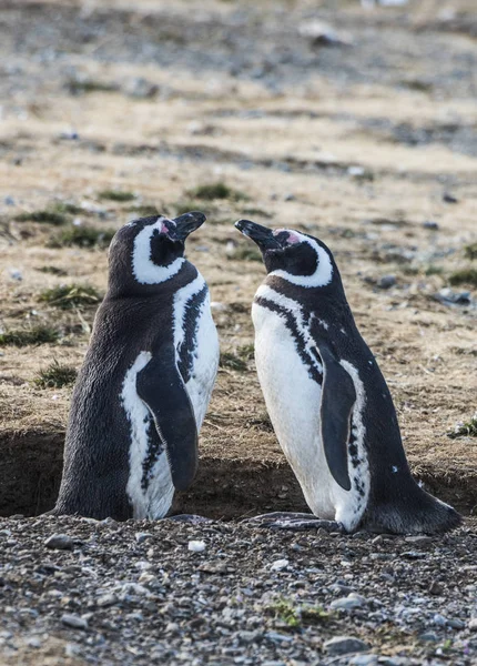 Dois Pinguins Magalhães Spheniscus Magellanicus Visto Uma Costa Ilha Magdalena — Fotografia de Stock
