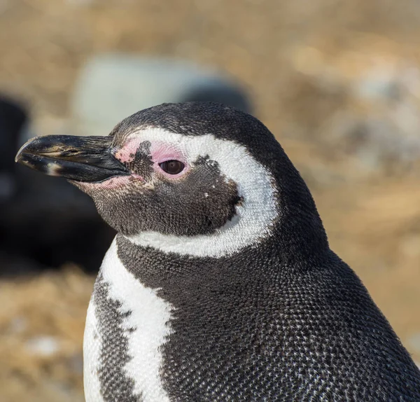 详细的一头麦哲伦企鹅 Spheniscus Magellanicus 看到了一个海岸的 在智利的玛格丽塔岛 — 图库照片