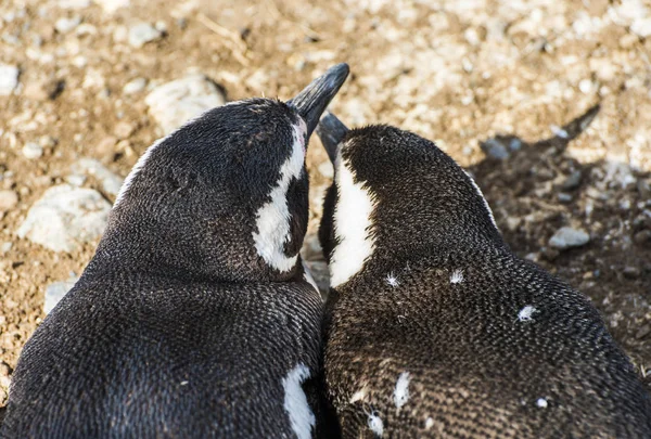 Madre y un joven pingüino magallánico en la isla Magdalena en Ch —  Fotos de Stock