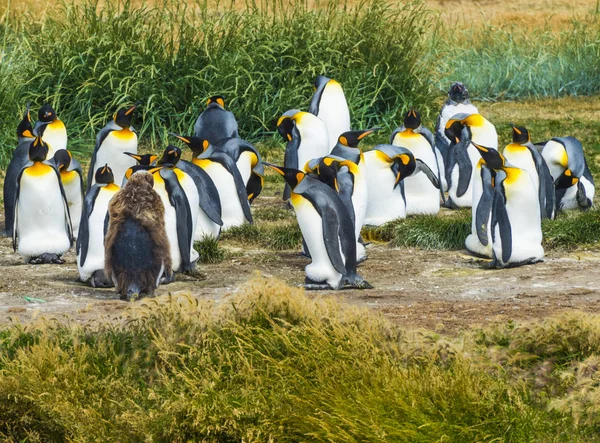 Colony of king penguins at Tierra el Fuego in Chile — Stock Photo, Image