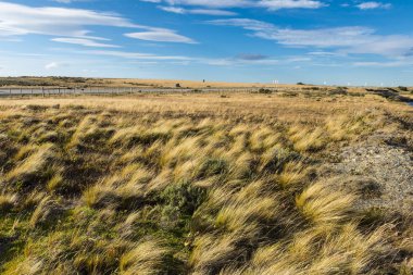 Şili 'de rüzgarlı otçul otlar