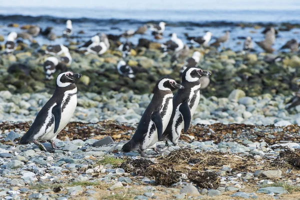Three Magellanic penguins on Magdalena island in Chile — Stock Photo, Image