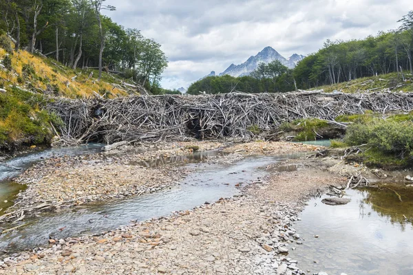 Presa de castor en una pista hacia Laguna Esmeralda en Tierra del Fuego — Foto de Stock