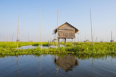 Myanmar 'daki Inle Gölü' nde yüzen sebze çiftliği